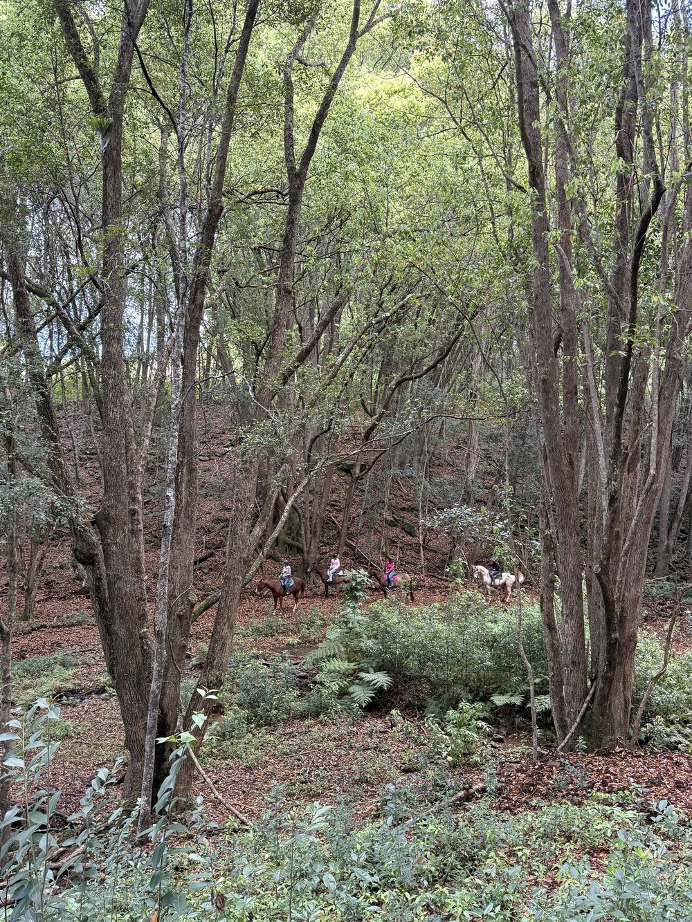 Rainforest trail on the property